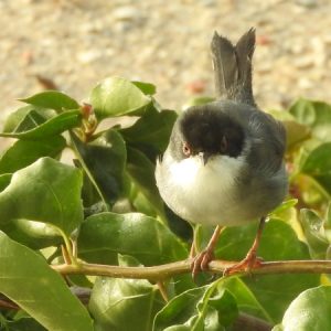 Kleine zwartkop